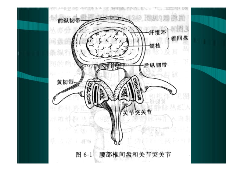 脊柱CT横断面解剖.pdf_第3页