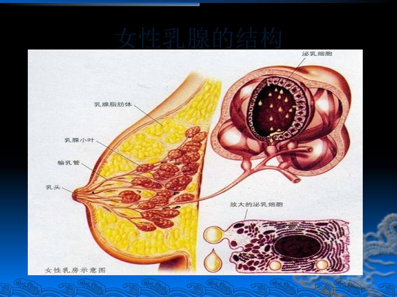 乳腺增生症讲义.ppt_第3页