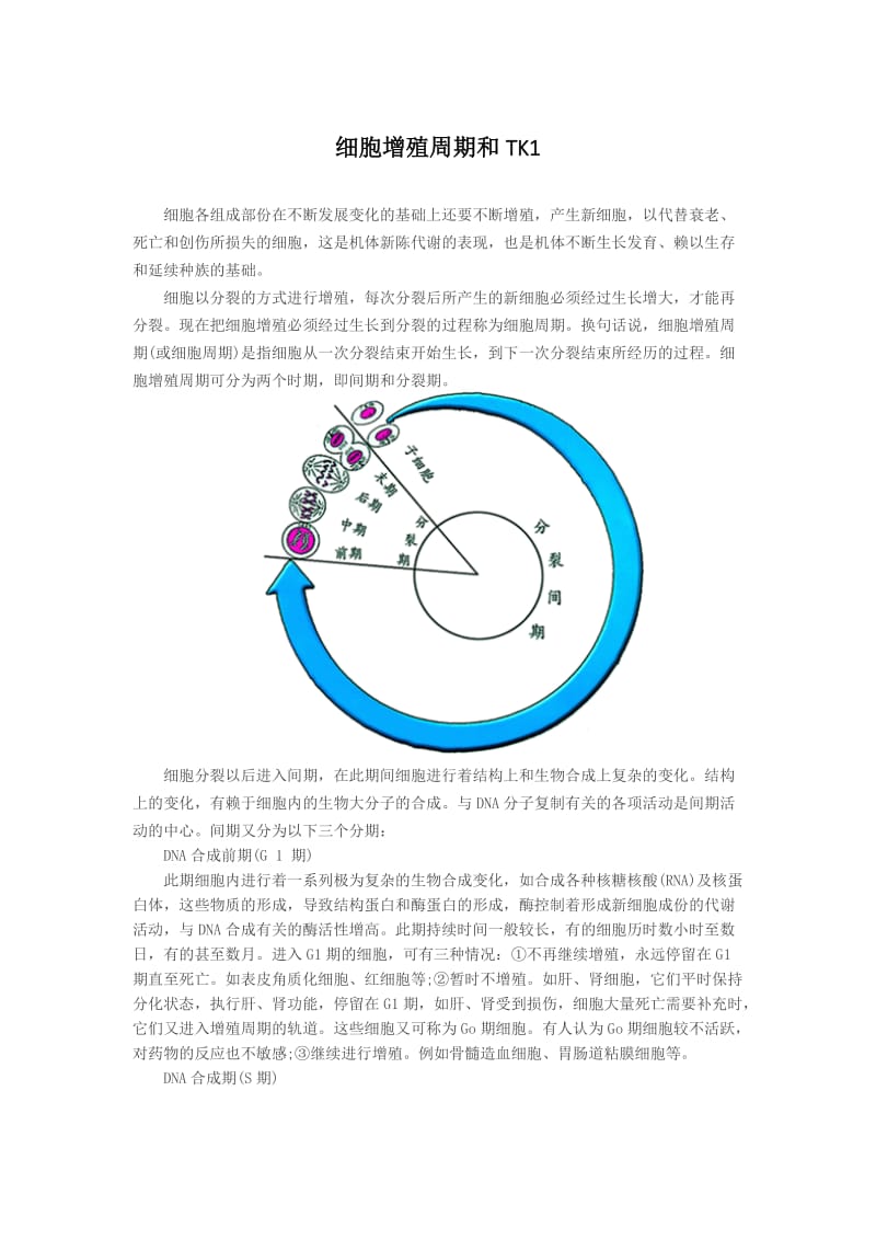 细胞增殖周期和TK1.doc_第1页