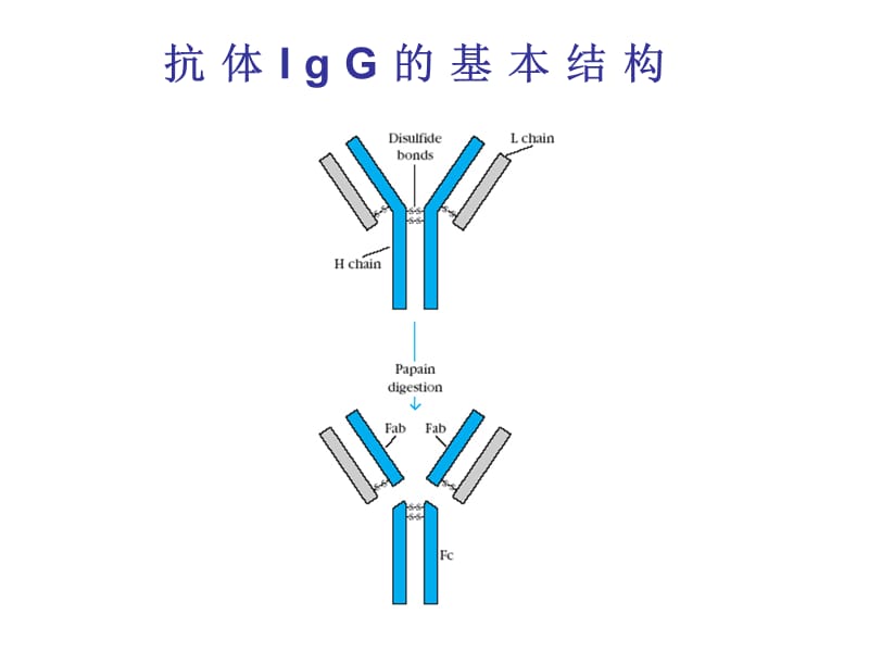 B细胞和T细胞.ppt_第2页