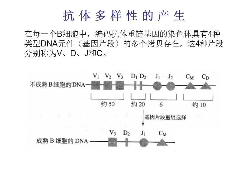 B细胞和T细胞.ppt_第3页