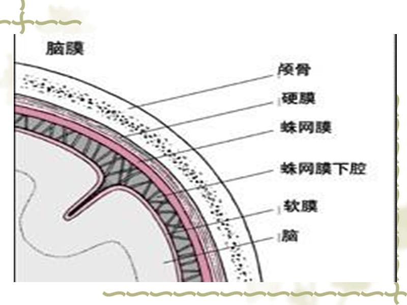 儿童生长发育评估.ppt_第3页