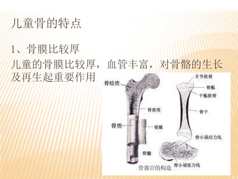 儿童骨的特点和骨折特点及预防.ppt_第2页