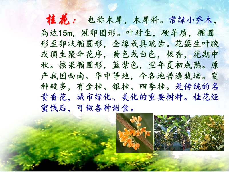 《07桂花雨》PPT课件终稿.ppt_第3页