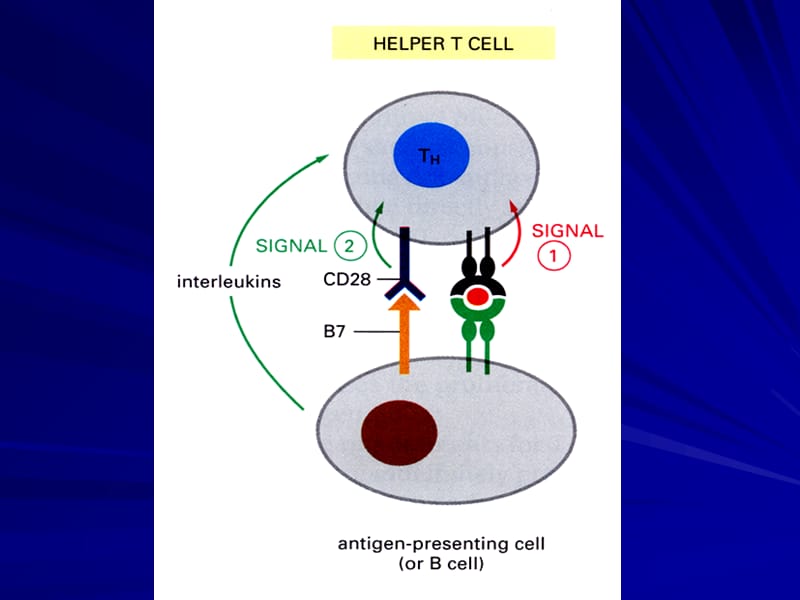 T细胞的活化.ppt_第3页