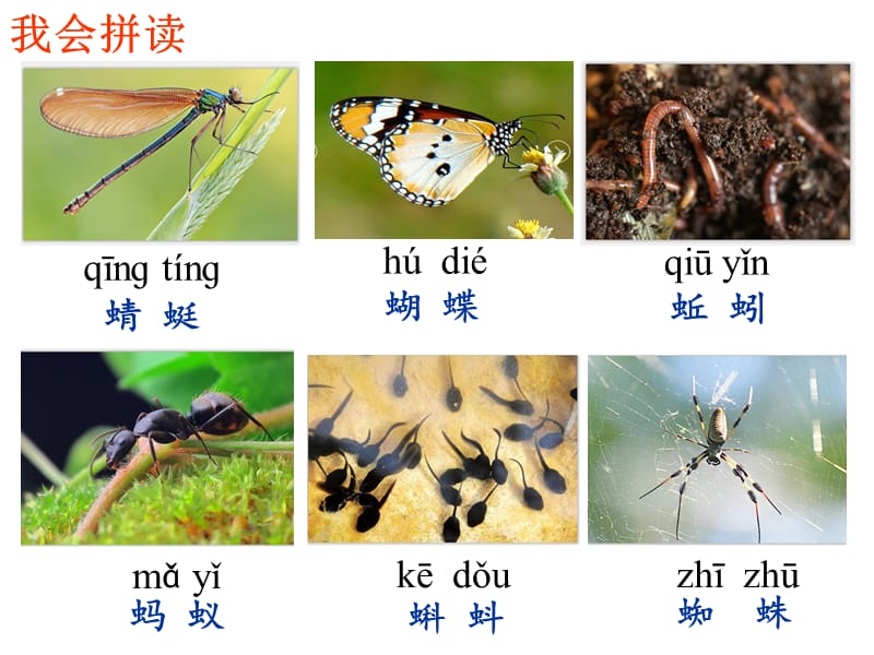 5.动物儿歌 PPT课件.ppt_第3页