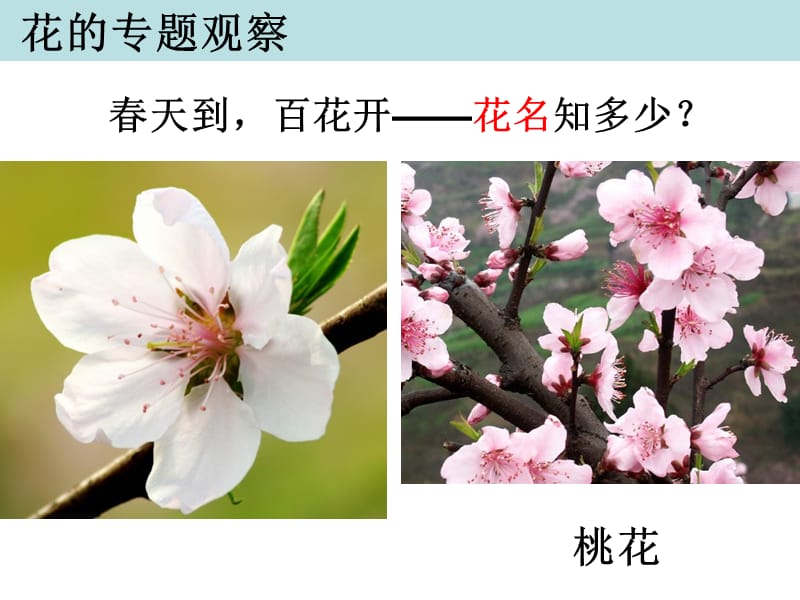 四年级下册科学第二单元第二课：各种各样的花.ppt_第3页