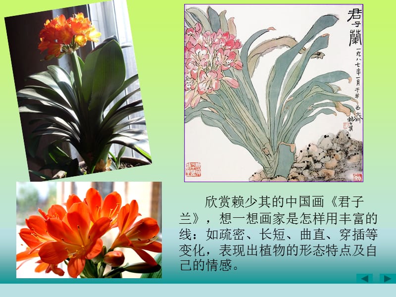 四年级下册美术----《植物写生》.ppt_第3页