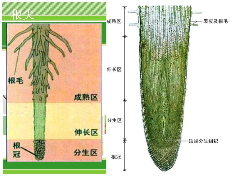 高中生物微专题复习——根尖(高考优生辅导)PPT012.ppt_第2页