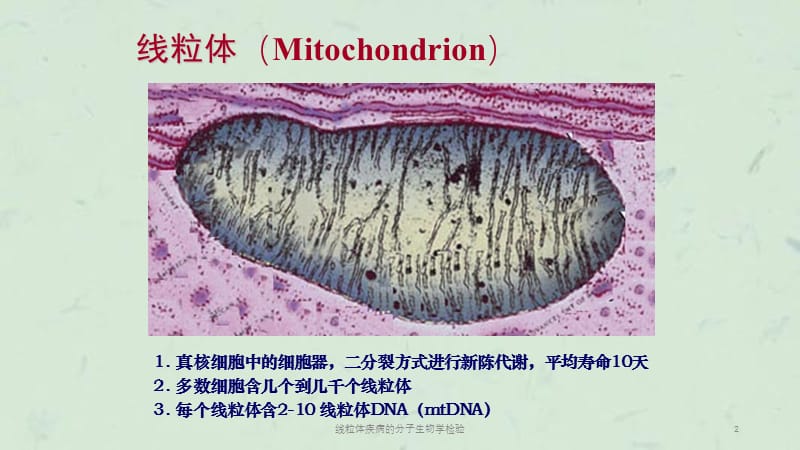 线粒体疾病的分子生物学检验课件.ppt_第2页