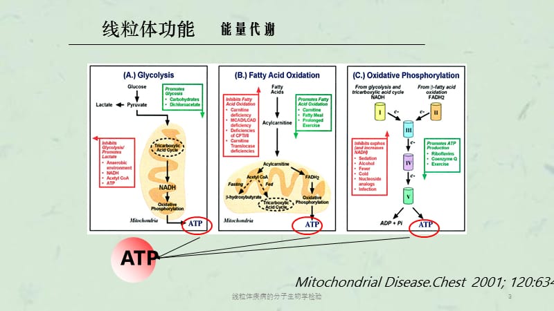 线粒体疾病的分子生物学检验课件.ppt_第3页