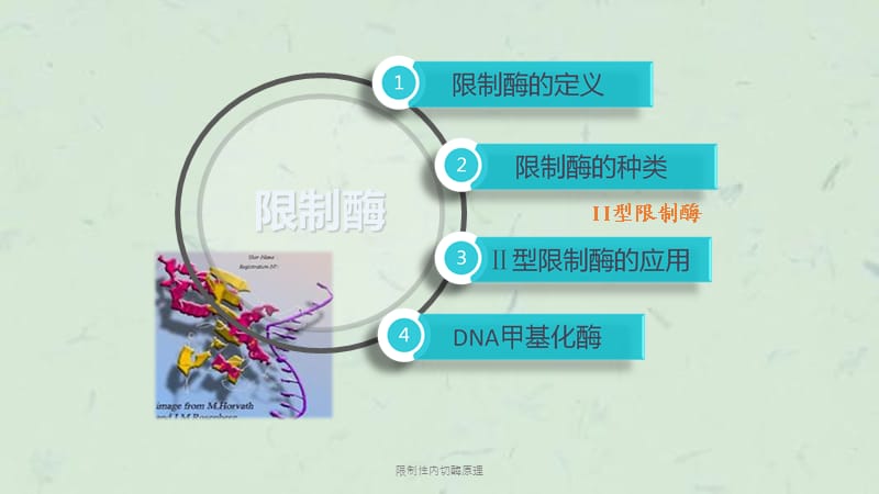 限制性内切酶原理课件.ppt_第2页