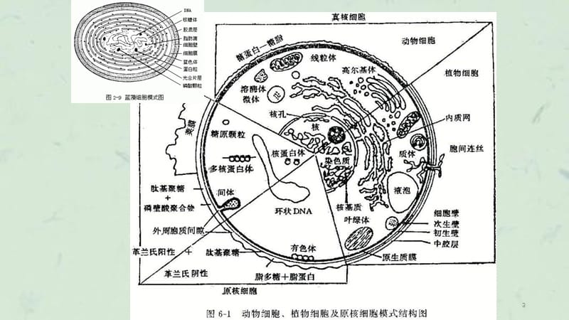 生物膜的结构与功能课件.ppt_第3页