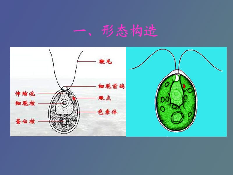 水生生物学第十章绿藻门.ppt_第3页