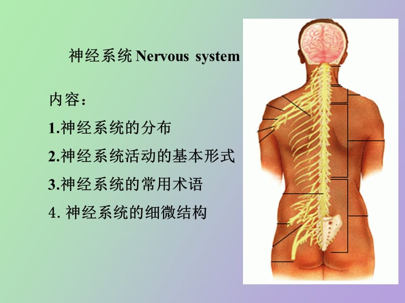 正常人体结构.ppt_第3页