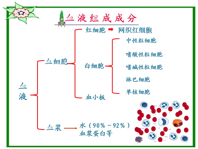 血液基础知识与相关疾病#专业医疗.ppt_第3页