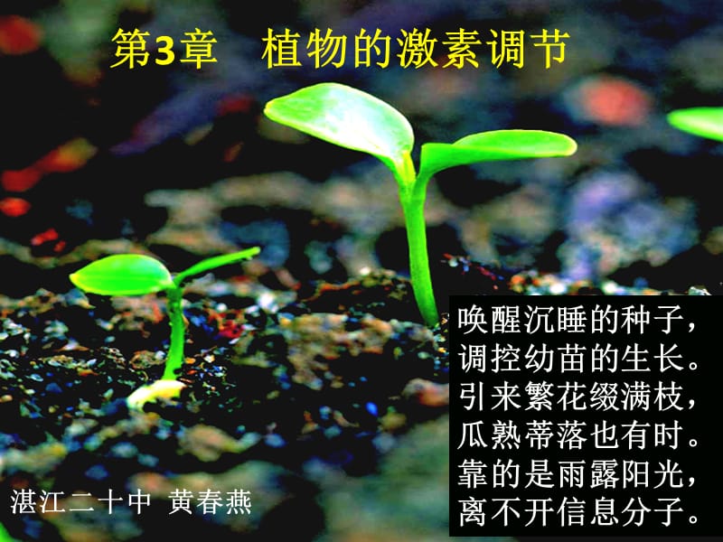 植物生长素的发现黄春燕.ppt_第1页