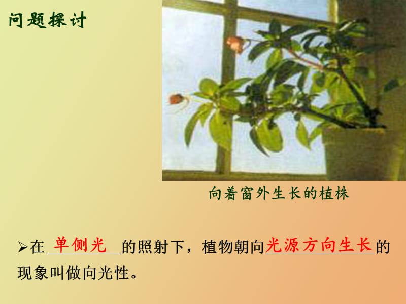 植物生长素的发现黄春燕.ppt_第2页