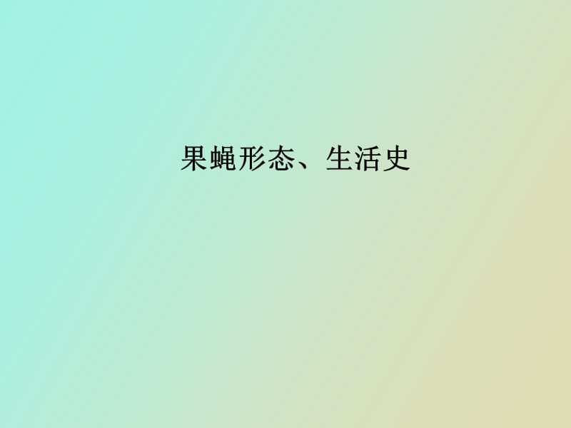 果蝇形态生活史.ppt_第1页