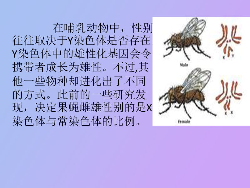 果蝇的性别决定.ppt_第2页