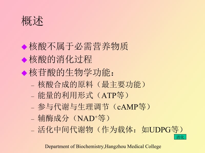 核苷酸代谢生物化学.ppt_第2页