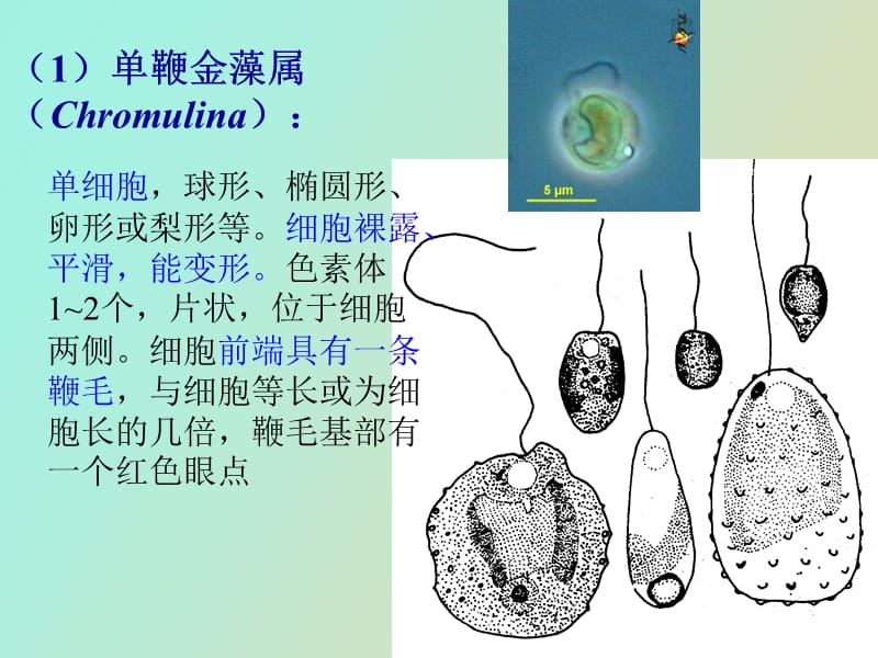 水生生物学金藻门+黄藻门.ppt_第2页