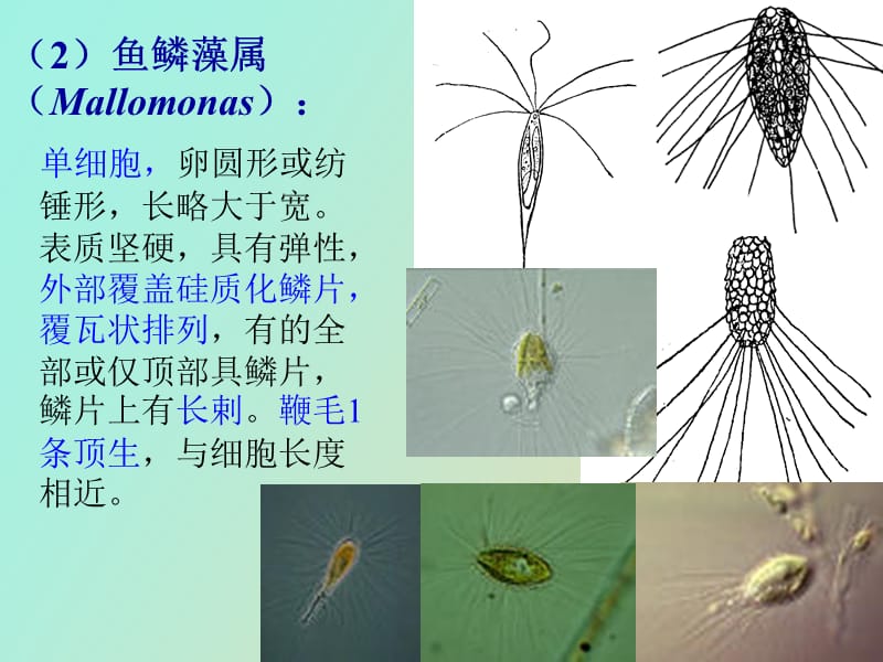 水生生物学金藻门+黄藻门.ppt_第3页