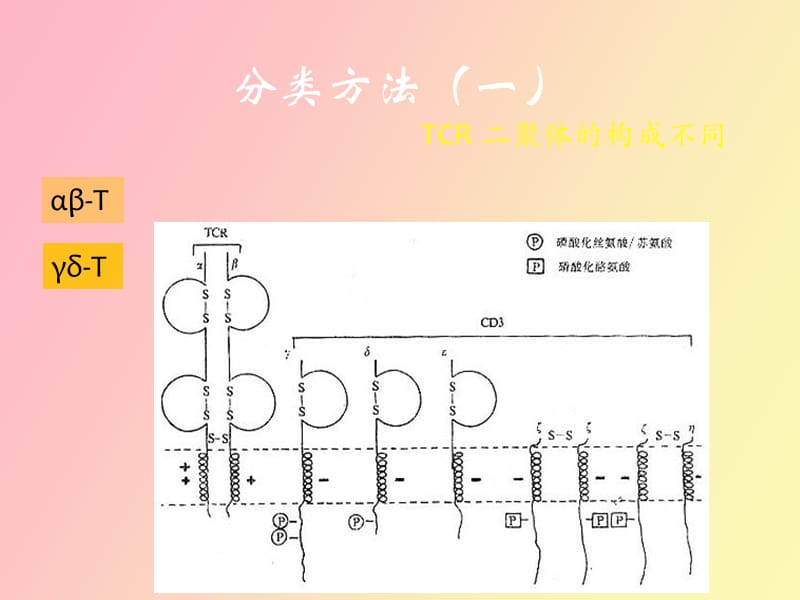 淋巴细胞亚群及其临床意义.pptx_第3页