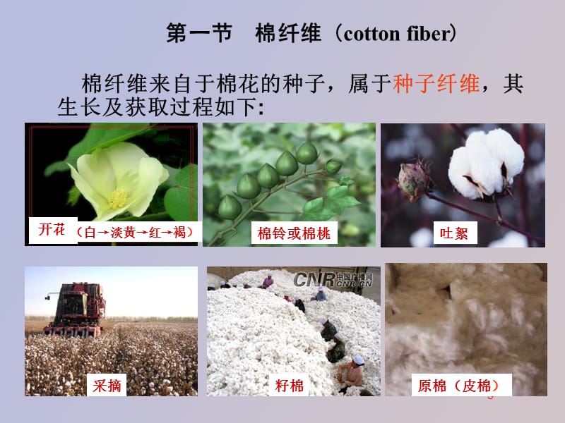 植物纤维概论.ppt_第3页