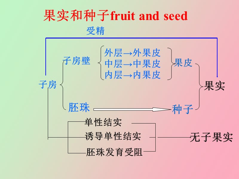 植物器官果实.ppt_第2页