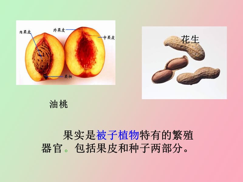 植物器官果实.ppt_第3页