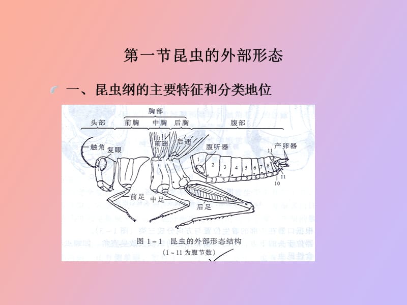 林业有害昆虫基础知识.ppt_第3页