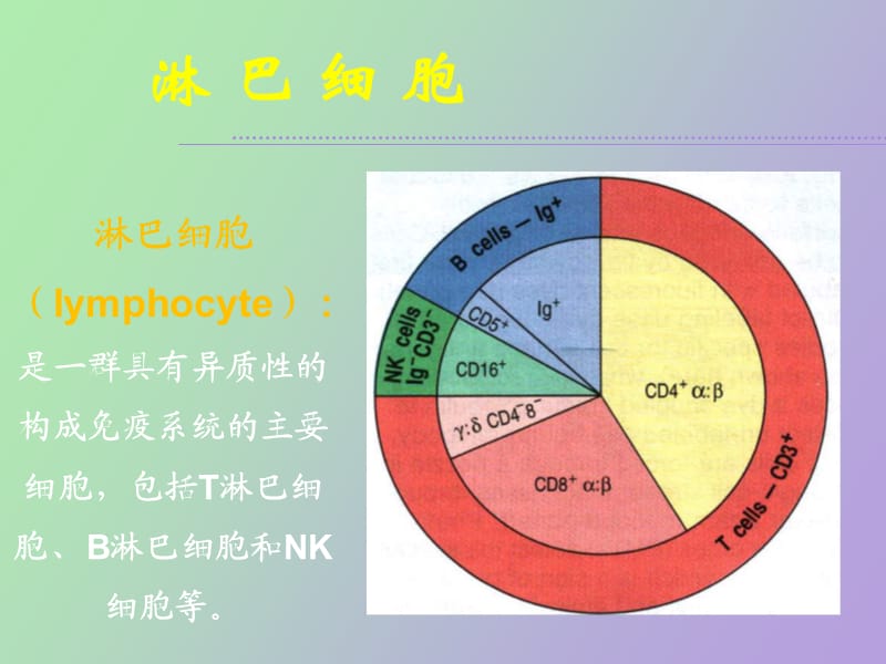 淋巴细胞免疫应答概述.ppt_第3页