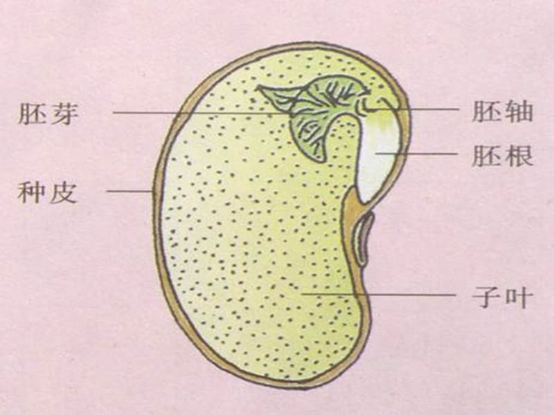 植物和我们三年科学.ppt_第2页