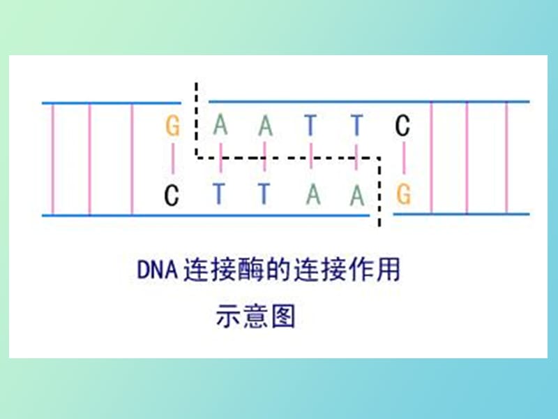 植物基因克隆的工具酶.ppt_第3页