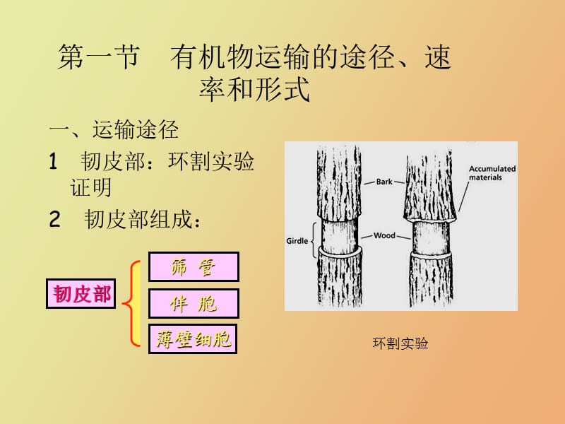 植物体内同化物运输与分配.ppt_第2页