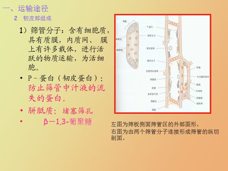 植物体内同化物运输与分配.ppt_第3页