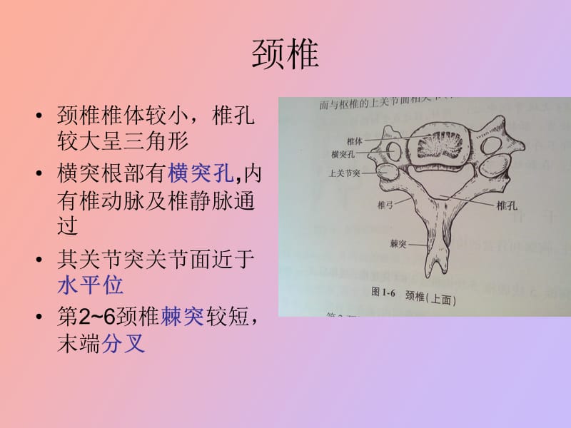 椎体与椎体间连结.ppt_第2页