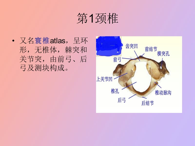 椎体与椎体间连结.ppt_第3页