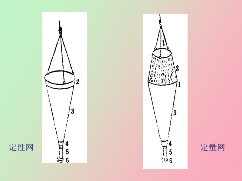 浮游生物的测定.ppt_第3页