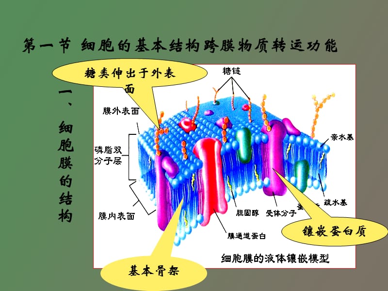 生理学第二章细胞的基本功能.ppt_第2页