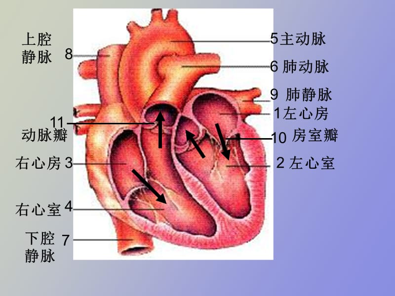 生物血液循环.ppt_第1页