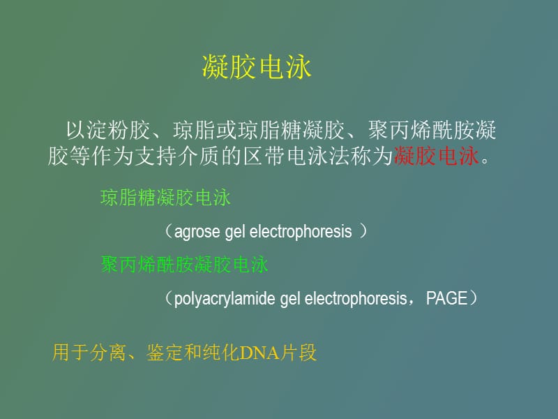 电泳技术及其在分子生物学中的应用.ppt_第3页