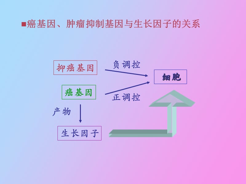 癌基因、肿瘤抑制基因与生长因子.ppt_第3页