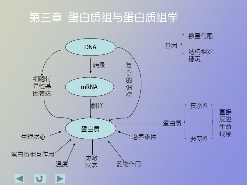 白质组与蛋白质组学.ppt_第2页