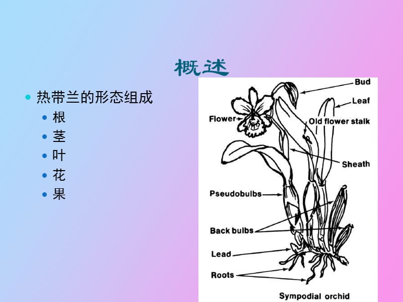 热带兰植物学形态与生物学习性.ppt_第3页