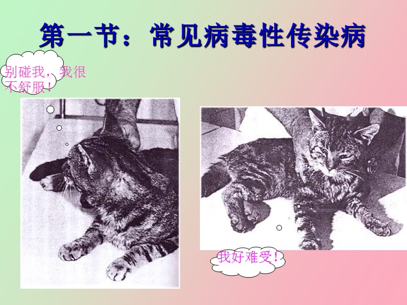 猫的常见传染病.ppt_第2页