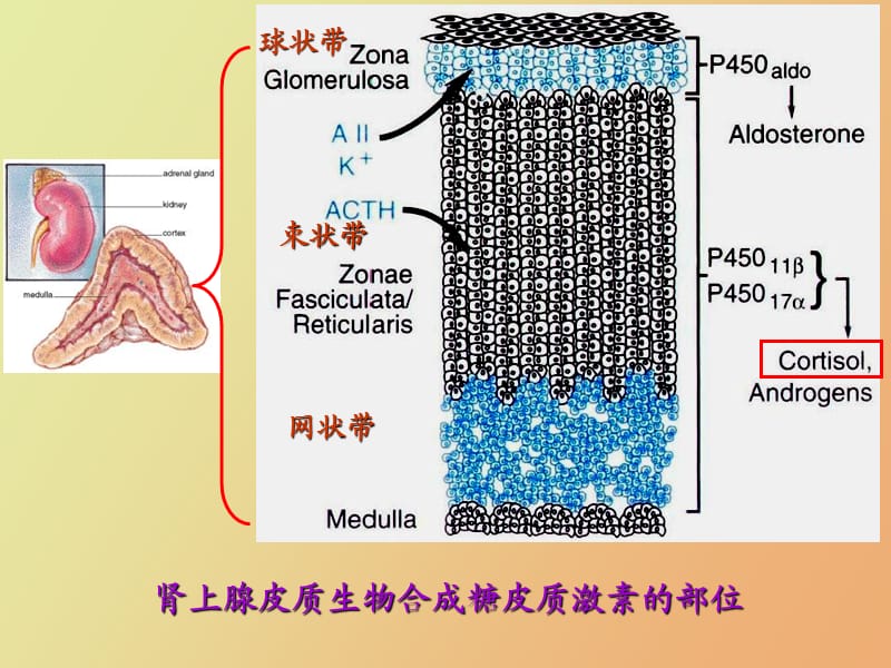 皮质激素类药物.ppt_第3页