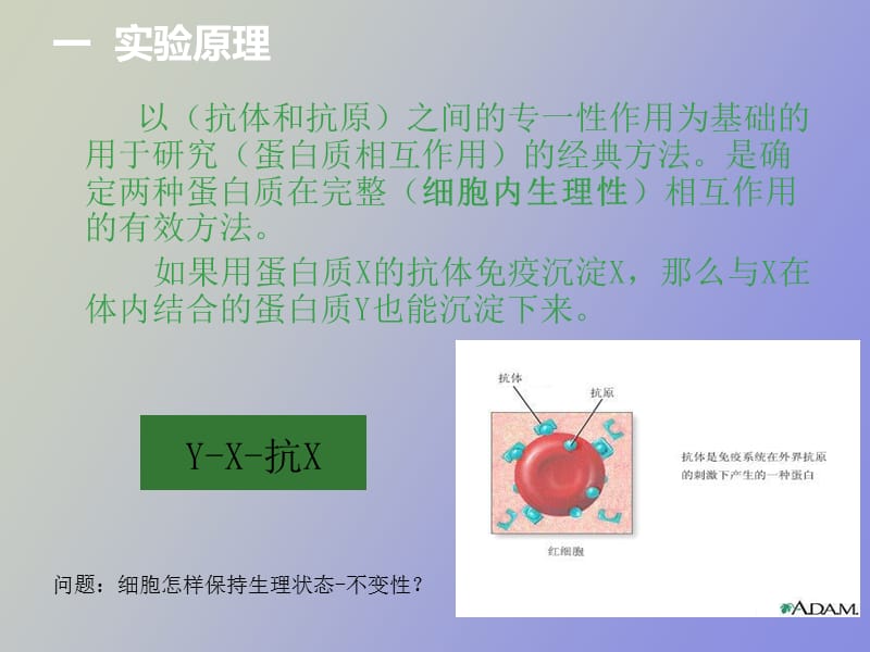 疫共沉淀原理及注意事项.ppt_第2页