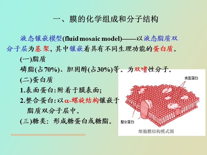 生理学细胞的基本功能.ppt_第3页